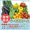 ぐーももファーム 無農薬・季節野菜の お取り寄せ（6回分）